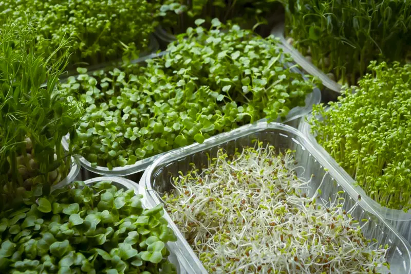 Boxes with Microgreens